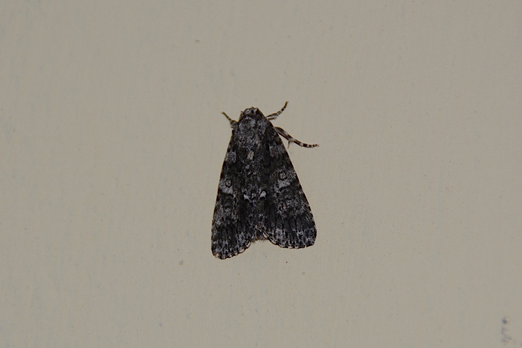 Due falene da identificare: Acronicta rumicis e Opisthograptis luteolata